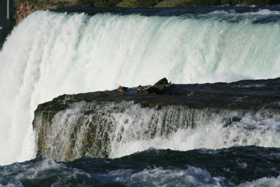 Ducks on Niagara Falls 2010
